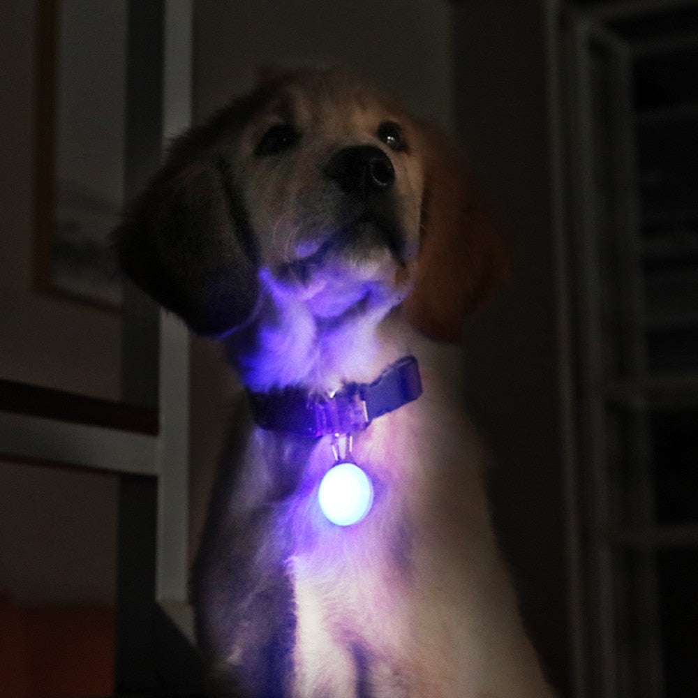 Pendentif lumineux pour chien