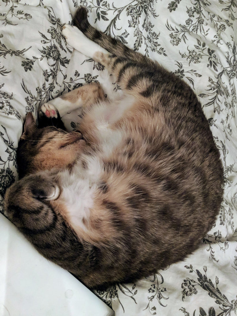 Comment faire en sorte que son chat dorme dans son panier ?