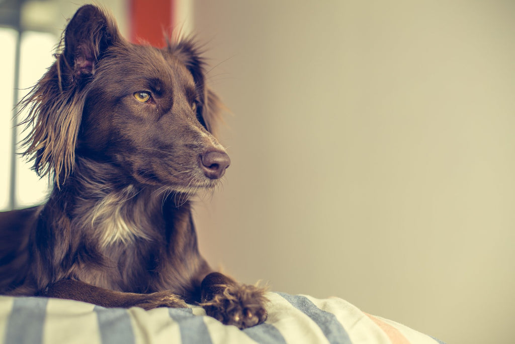 Comment améliorer le sommeil de son chien avec un bon panier ?