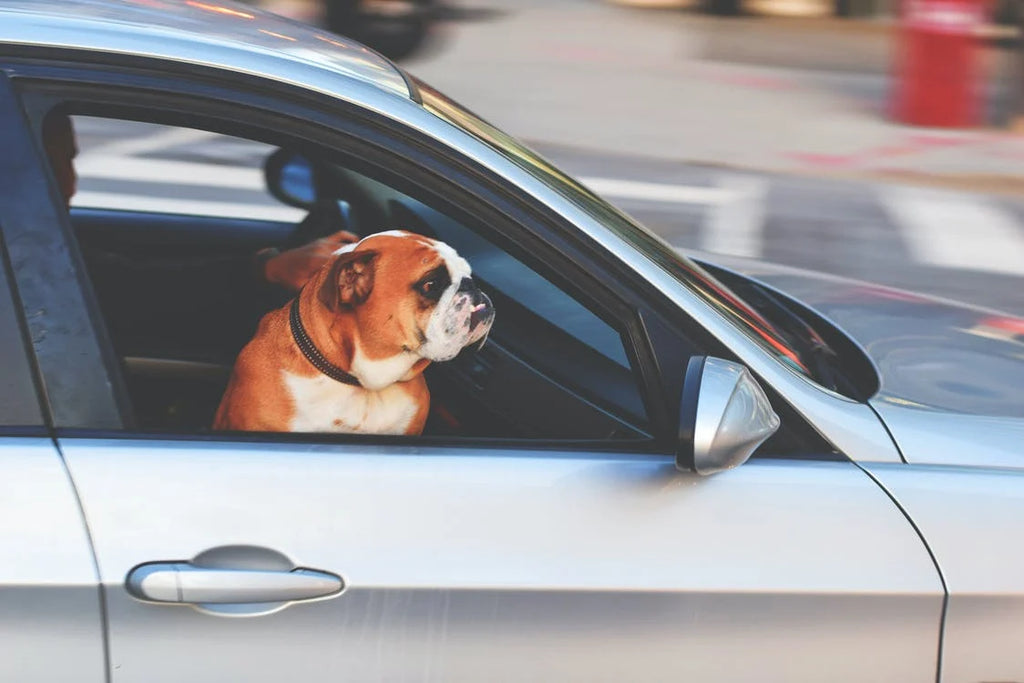 Pourquoi il ne faut pas laisser son chien dans la voiture ?