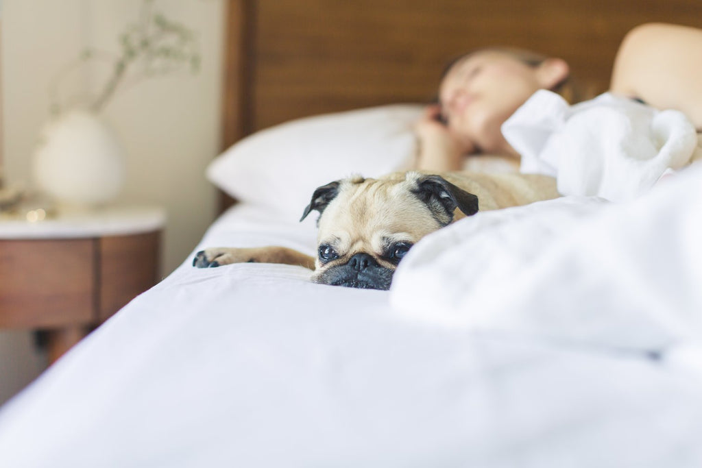 Comment habituer son chien à dormir dans son panier ?