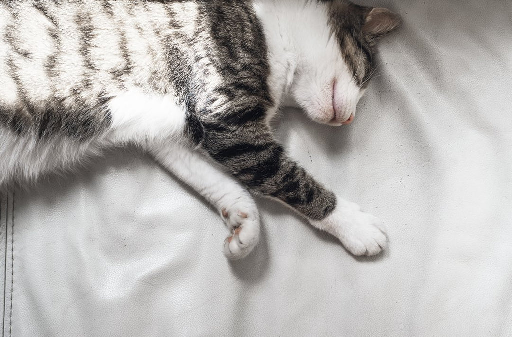 Comment améliorer le sommeil de son chat avec un bon panier ?